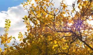 裸子植物有花和果实吗 裸子植物的介绍