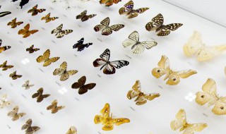 蝴蝶飞翔是什么意思 蝴蝶飞翔的意思是什么