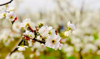 春风不解风情是什么意思 春风不解风情释义