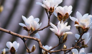 白玉兰种植注意事项 白玉兰怎么种植以及注意事项