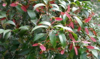 红翅槭种子怎样储存 怎样储存红翅槭种子