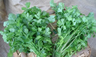 夏天的香菜怎样储存 夏天的香菜储存方法