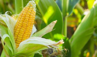 湿玉米棒怎样储存 湿玉米棒如何储存
