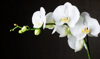 兰花花语和寓意 盘点兰花的花语