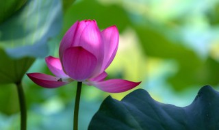 姜荷花的种植方法和注意事 关于姜荷花的种植方法和注意事