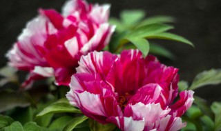 牡丹的象征意义及寓意 牡丹的简介