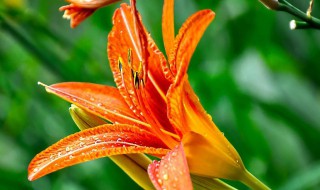 黄百合花的花语和寓意 黄百合花的花语和寓意分享