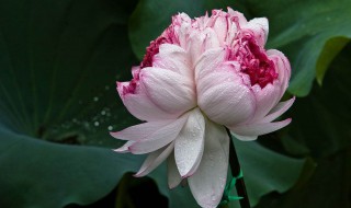 并蒂花的寓意和意义 并蒂花的寓意和意义分享