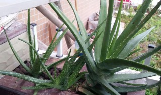 芦荟花语象征与寓意 芦荟花语象征与寓意分享