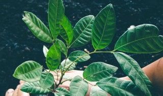 叶绿素的提取液和层析液分别是什么 叶绿素的提取液和层析液分别是