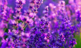 紫色有什么寓意佩戴紫色代表的意义 关于佩戴紫色的意义介绍