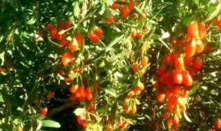 摘枸杞需要准备什么 摘枸杞需要准备哪些东西