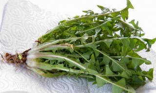 食用蒲公英的禁忌 食用蒲公英有什么禁忌呢