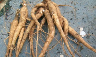 土人参的食用禁忌 土人参哪些人不能吃