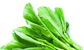 广东菜心的做法大全 菜心的烹饪方法