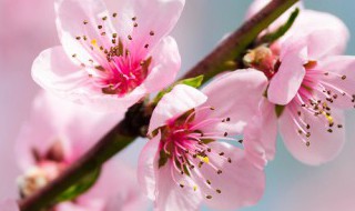 阡陌交通鸡犬相闻的翻译是什么 封建社会人们的理想生活