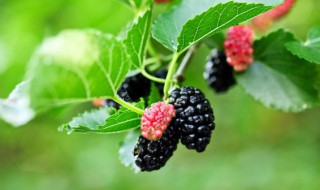 新鲜桑葚子怎样储存 如何保存新鲜桑葚