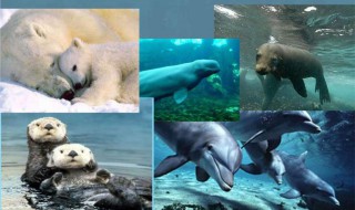 哺乳动物区别于卵生动物的标志是什么 哺乳动物区别于卵生动物的标志介绍