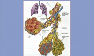 肺循环的途径是什么 关于肺循环的途径是什么