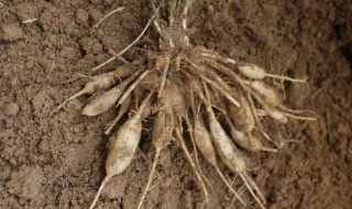 新挖回来的玉竹怎样储存 如何保存玉竹