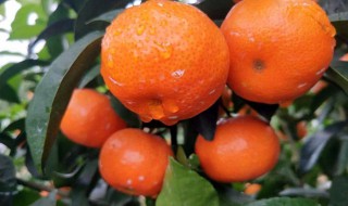 沙糖桔怎样储存不发霉 怎样储存沙糖桔