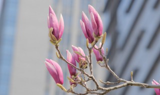 玉兰花的寓意和花语 关于玉兰花的花语介绍