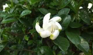 栀子花开有什么寓意 栀子花开寓意是什么