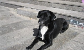 养黑狗有什么讲究 黑狗的介绍