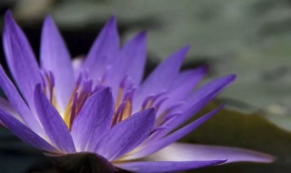 睡莲的花语和寓意 gu安于睡莲的花语和寓意