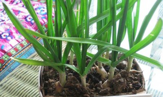 种蒜什么时间上肥料 老菜农教你轻松种植