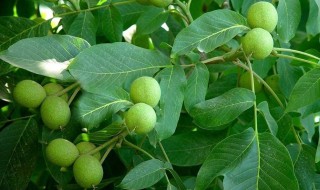核桃冬季施啥化肥比较好 你施对了吗