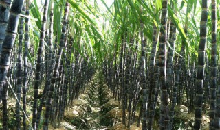 大棚甘蔗种植温度 不同生长时期温度不一样