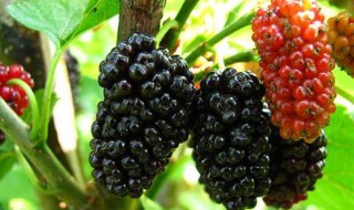 10斤酒泡多少桑果柔果 过来人是这样说的