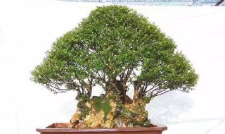 赤楠下山桩养护方法 需做好这些工作