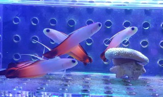 雷达鱼饲养方法 可爱的海中精灵