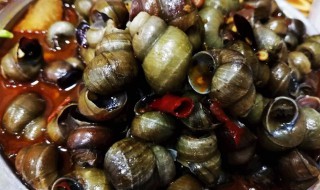 螺丝需要焯水吗 食品安全卫生最重要