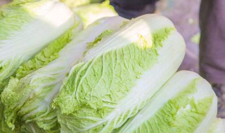 素食白菜家常做法 健康美味素食菜！