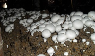 大棚食用菌种植方法 需要注意这几点