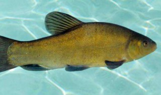 丁桂鱼饲料加工配方是什么 请看回答