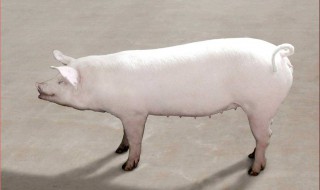 什么叫克隆猪 下面为大家解答