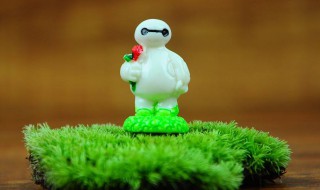 大白怎么样浇水 大白浇水方法