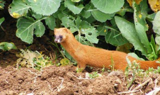 做梦梦到黄鼠狼 你猜对了吗