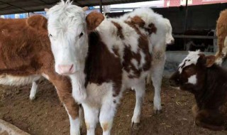 小苏打喂母牛的好处 掌握窍门好处多