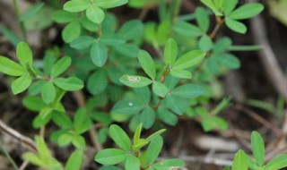 地锦草的别名 常见的地锦草的别名叫什么呢