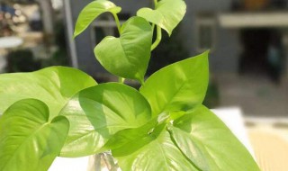 大型绿萝怎么养 注意这三个方面