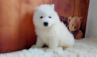 萨摩耶幼犬吃什么 大家必须认真阅读
