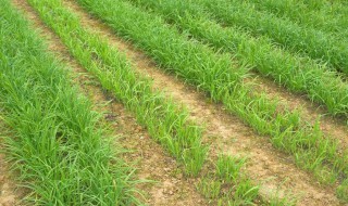 韭菜越冬前什么时间停止釆割 原来是这个季节