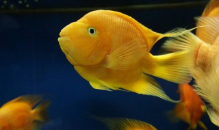 鹦鹉鱼缩鳍是怎么回事 有什么讲究
