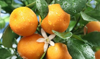 柑桔怎么选 教你如何挑选