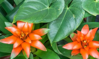 水塔花的扦插方法 水塔花的繁殖方法